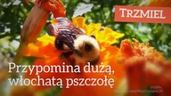 Bąk vs trzmiel [Czym to się różni? #1]