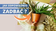Jak dbać o nowe ROŚLINY DOMOWE dostarczone poczta czy kurierem? Pielęgnacja krok po kroku