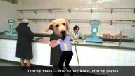 PSY - GANGNAM STYLE Polska przer&oacute;bka 