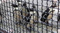More African Penguins