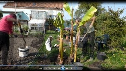 Odc. 452-Sadzenie czterech bananowców musa basjoo,uprawa,ziemia,obornik,wiosna 2018