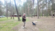 Płochliwy Gustaw