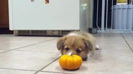 Śmieszne psy 2016 Funny Dogs Compilation