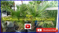 #307-Palma Trachycarpus nainital-Phoenix canariensis-Jak uprawiać palmy , zimować palmy.