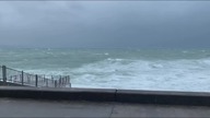 LiveLeak - Cat clings to tree as Typhoon Tapah batters Japan