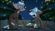 Pinky i M&oacute;zg S03E03 - Nie igra się z miłością