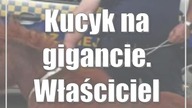 Kucyk na gigancie.  Właściciel poszukiwany