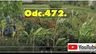 Odc. 472. Bananowce vs wiatr(Krótki surowy film z drona).