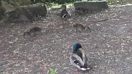Mallard ducklings (TOO CUTE TO RESIST )