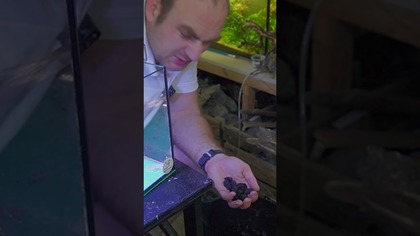 Zakładanie 12l akwarium #akwarium #aquascape #akwarystyka