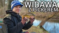 279 WIDAWA Z PICKEREM