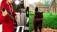 SCOTTIS WILD CAT live looping remix BASS