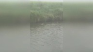 LiveLeak - Brave UK man dives into canal to rescue drowning baby deer