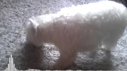 (Dźwięk Jak Pies Je Jabłko Mix) Electro-House Dubstep Trap 2025 Mix