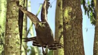 Nieźle sobie radzi(slowmotion)