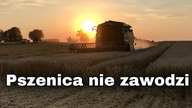 Żniwa 2020 pszenica/ John Deere/ Kula
