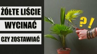 Co robić gdy LIŚCIE ŻÓŁKNĄ? Kiedy wycinać żółknące liście roślin domowych ?