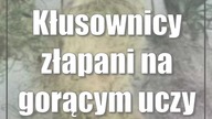 Kłusownicy złapani na gorącym uczynku