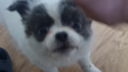 Chihuahua Luna Day 10