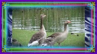 Gray Geese. Foto. MUTE.