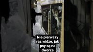 Syberyjskie klimaty i psy.