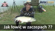 Jak łowić w zaczepach na feeder ?? Piękne amury i karpie na zaczepową metodę .