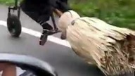 Baba Yaga jedzie na miotle