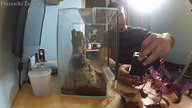Unpacking oraz Aranżacja terrarium DOROSŁA SAMICA AVICULARIA LAETA
