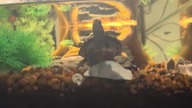 Trachemys scripta troostii LIVE! Żółw żółtolicy