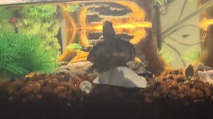 Trachemys scripta troostii LIVE! Żółw żółtolicy