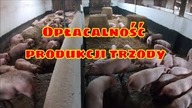 Niecodzienne obowiązki/ Opłacalność produkcji trzody/Kula
