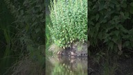 Kaczki, ryby i kot czyli...  16/54 Park Duchacki