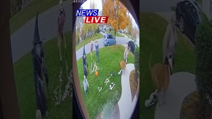 Dog chase off Karen for knocking down families #halloween decorations