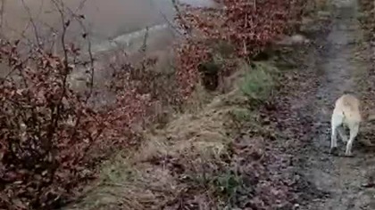 Las, pies i Sarmata, czyli spacer pod Koszalinem! Wędrówka z Rubikiem i Pogadanka! Q&A z lasu!