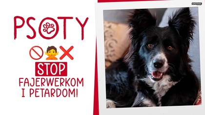PSOTY | Stop fajerwerkom i petardom | Kino Świat