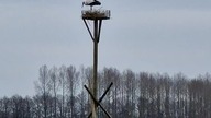 Wiosenne Zaloty Bociana @OkiemPisarza #bocian #przyroda #nature #natura #animals #birds #storkbird