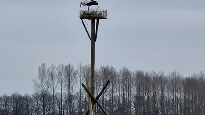 Wiosenne Zaloty Bociana @OkiemPisarza #bocian #przyroda #nature #natura #animals #birds #storkbird