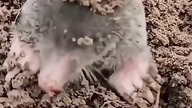 Mole Core