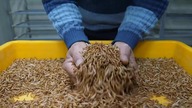 Azjatycka firma produkująca robale