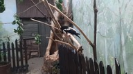 #cute Rosy Starling (Pastor roseus) sleeping #adorable