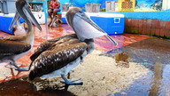 Galapagos - na krańcu świata odc.2 - Ocean zamętu