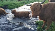O krowach, które bały się wejść do wody (cz.2)