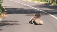 Uroki mieszkania w Australii