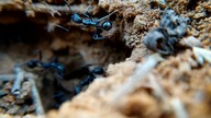Niesamowity Świat Mrówek | Makro z Bliska + Śpiew Ptaków