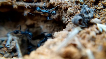 Niesamowity Świat Mrówek | Makro z Bliska + Śpiew Ptaków