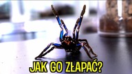 Uciekły mi ptaszniki 