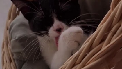 Cat Dance Cute kitten #cat #lovecats #cats #catvideos #funny #kittens #catlover