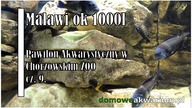 Akwarium Tanganika ok 1000l,
