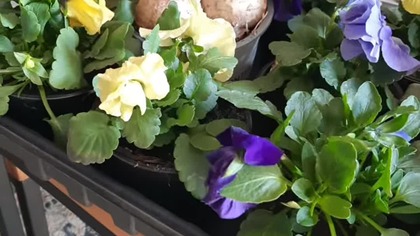 Co wysadzam na balkon i na działkę