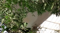 Mysterious dove-like white bird 